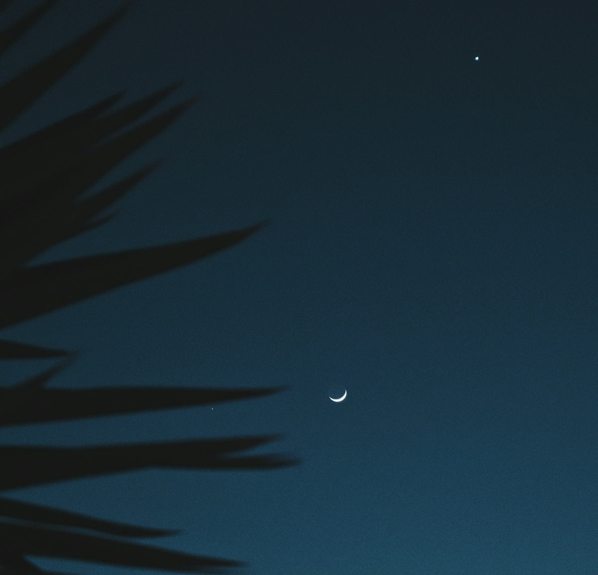 green palm tree under blue sky during night time