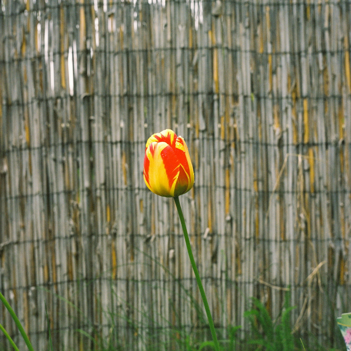 A vibrant tulip blooms in front of a wooden fence.