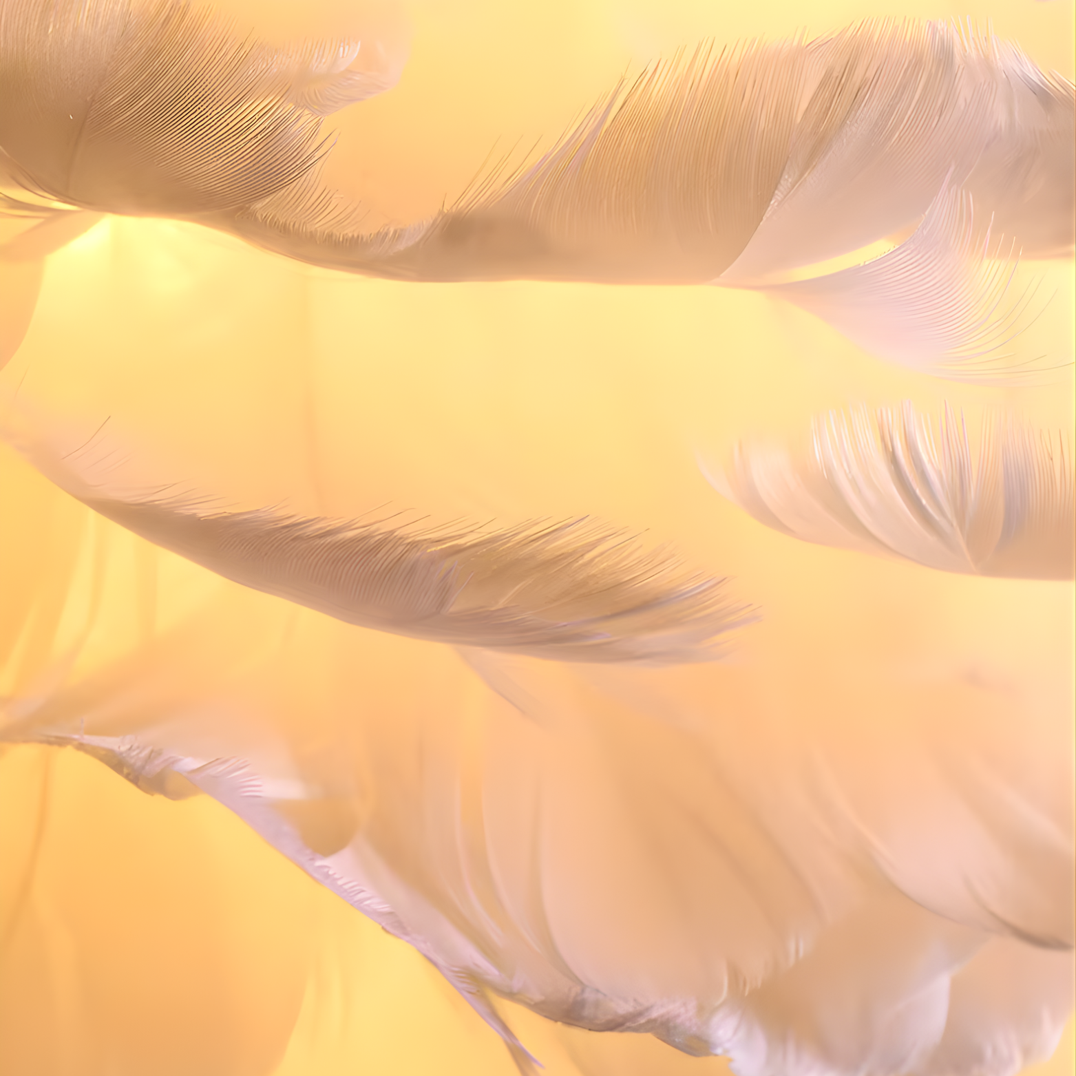 Close-up of feathers with a yellow background